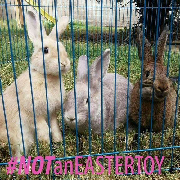 Meet your Posher, Tiara - Picture 1 of 1